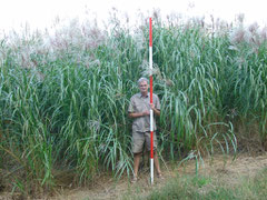 Miscanthus x "Giganteus" Bio Energy crop nursery development and management