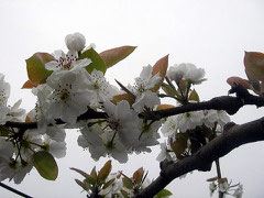 多摩川　ナシの花