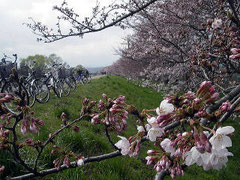 多摩川　多摩大橋付近　桜