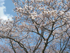 大寧寺の桜名所は5分咲き程度