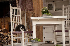 Cat in Reigoldswil (Photo Pauline Prodhome)