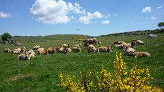 aubrac,rieutort,compostelle,gr65