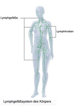 Manuelle Lymphdrainage MLD - Lymphgefässsystem