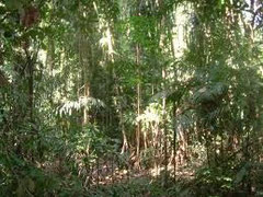 Jungle