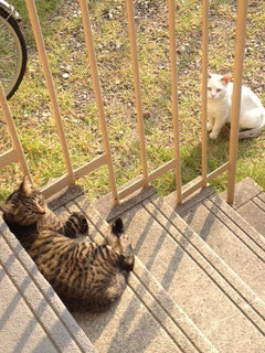 ３段上にいるトラ猫と、下から様子を窺う白猫。