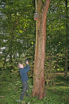 Unser Fledermausspezialist Dr. Helmut Gille bei der Kastenkontrolle. Foto: R. Gille