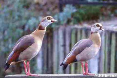 Nilgänse