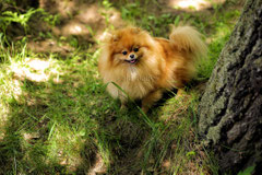 фото померанского шпица, Багира Голд Беби, pomeranian