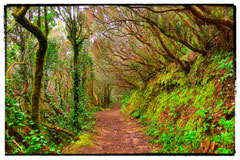 Weg nahe La Laguna, Tenerife