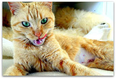 Red-Tabby-Mackerel Katze - am 2. Tag nach der Kastration