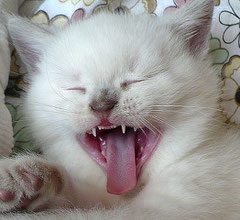 Pointkatze, BKH lilacpoint,, Foto: Sylvia M.