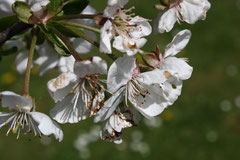 10 Kirschblüten/Cherry blossom