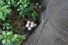 21 Pilze/Mushrooms