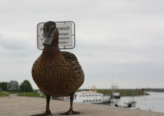 27 Ente+Schild/Duck+sign