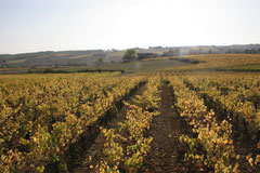 Vignes du domaine