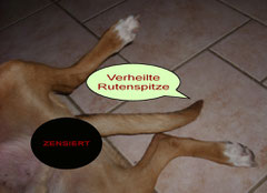 Beweisfoto