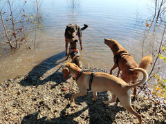 Das wild gewordene Rudel am Wasser