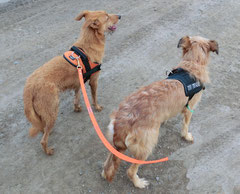 Schmutzfink Mandy und Diva Tula
