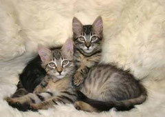 gatos