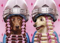 Estetica canina