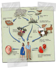toxoplasma