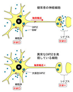 自閉症患者に見られた異常なCAPS2の局所的BDNF分泌への影響 Image:日本神経化学会