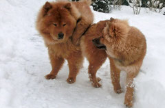 Ronja mit Tante Shiwa am 18. Jänner