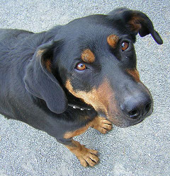 Beauceron