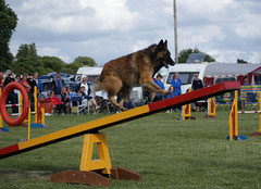 Agility, balançoire, photo Mister b 1138