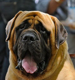 Mastiff