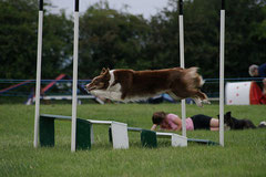 Agility, saut en longueur, photo Mister b 1138