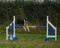 le saut de haie en agility