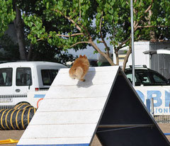 Agility, palissade, photo Jorge Arcas, Arkuin