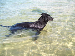 Chien à la plage, photo Miluz