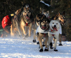 Course de traineau, photo Alaskan Dude Frank Kovalchek