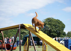 Agility, passerelle, photo Mister b 1138