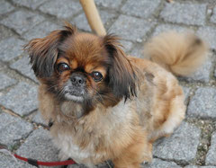 Pekingese