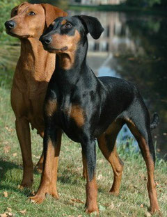 Deutsche Pinscher