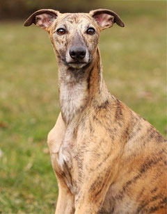 Whippets