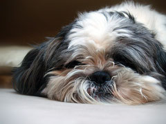 Shih Tzu 