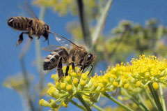 si las abejas desaprecen, tambien el hombre