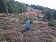 Bruyere et myrtilles sur le Mont Lozère