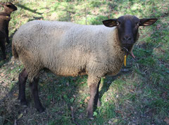 Zuchtschaf