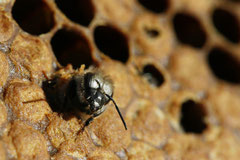 Schlupf einer Biene