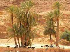 Oued Boussaada