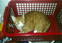 Kater Tommy, Foto vom Halter