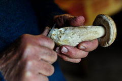Gîte le Vieux Frêne : cepes