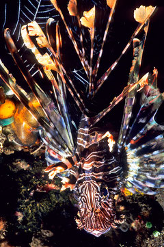 Pterois volitans