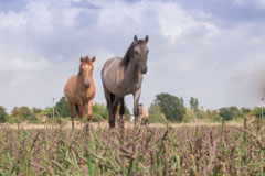 Foto: T. Petzold