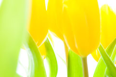 Gelbe Tulpen